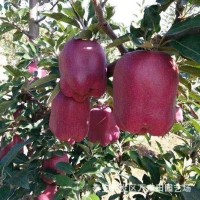 批发美国蛇果苹果树苗嫁接矮化苹果树2公分3公分大规格苹果树苗
