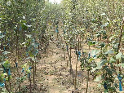 批发美国蛇果苹果树苗嫁接矮化苹果树2公分3公分大规格苹果树苗图4