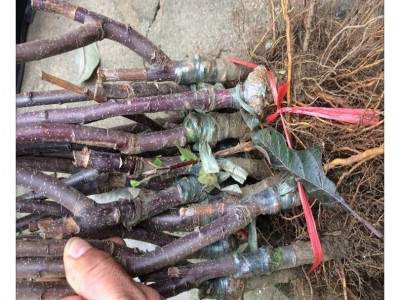 批发美国蛇果苹果树苗嫁接矮化苹果树2公分3公分大规格苹果树苗图5