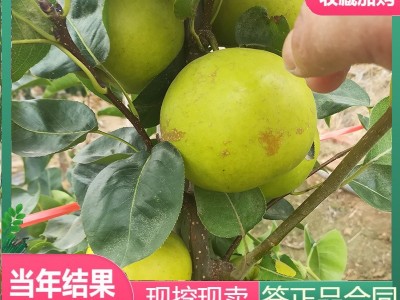 苗圃现货梨树苗嫁接好成活盆栽地栽梨树苗价优脆甜多汁黄冠梨树苗图3