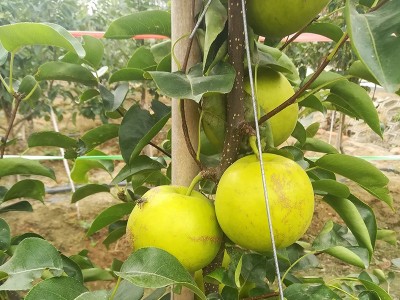 苗圃现货梨树苗嫁接好成活盆栽地栽梨树苗价优脆甜多汁黄冠梨树苗图2