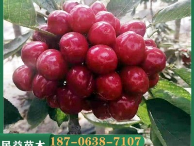山东美早樱桃苗批发嫁接矮化盆栽地栽樱桃苗2公分3公分美早樱桃苗图3