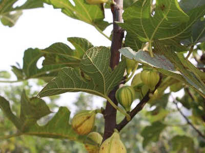 品种多样无花果苗 金傲芬波姬红当年结果南北方种植基地批发供应图2