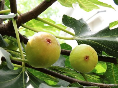 品种多样无花果苗 金傲芬波姬红当年结果南北方种植基地批发供应图4