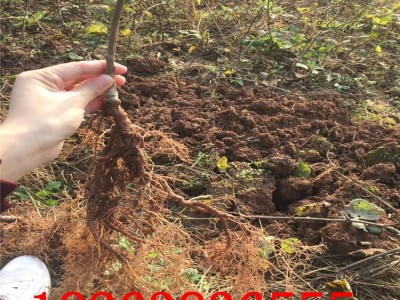厂家批发黄心猕猴桃小苗 南北方种植 现摘现卖 盆栽地栽猕猴桃苗图3