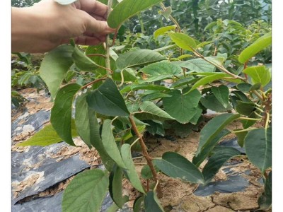 厂家批发黄心猕猴桃小苗 南北方种植 现摘现卖 盆栽地栽猕猴桃苗图2