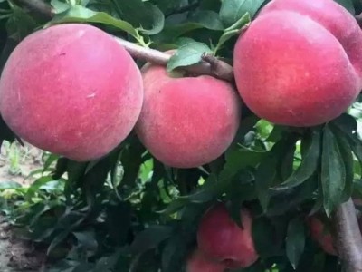 嫁接桃子苗 南北方种植 盆栽地栽当年结果桃苗新品种 突围早熟苗图2