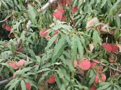嫁接桃子苗 南北方种植 盆栽地栽当年结果桃苗新品种 突围早熟苗图3