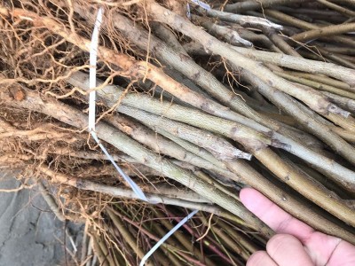 农场现挖冬桃苗 晚熟冬桃树苗 金秋红蜜 映霜红 冬雪王桃苗 耐寒图2