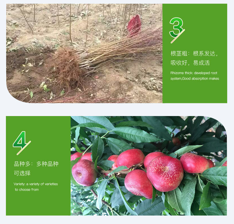桃-详情页_04.jpg