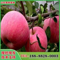 农场现挖维纳斯苹果苗根系发达众成三号苹果苗种植基地水蜜桃苹果