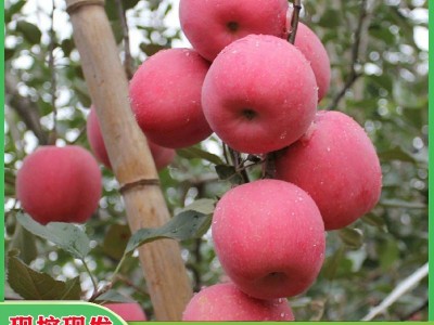 农场现挖维纳斯苹果苗根系发达众成三号苹果苗种植基地水蜜桃苹果图3