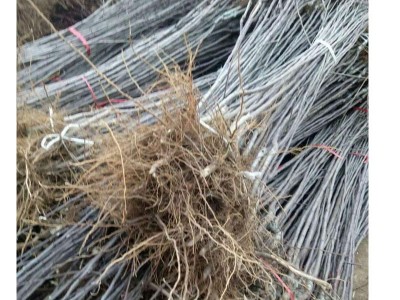 农场现挖维纳斯苹果苗根系发达众成三号苹果苗种植基地水蜜桃苹果图5