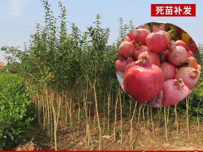 软籽黑籽石榴 石榴树苗特大果树当年结果南方种植 软籽黑籽石榴图1