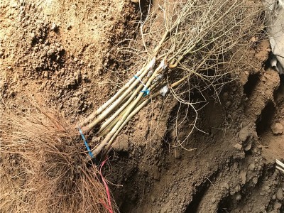 软籽黑籽石榴 石榴树苗特大果树当年结果南方种植 软籽黑籽石榴图3