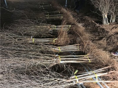 软籽黑籽石榴 石榴树苗特大果树当年结果南方种植 软籽黑籽石榴图2