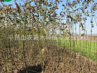 基地供应 核桃苗品种 核桃苗批发 棵棵精挑细选 现挖现卖图4