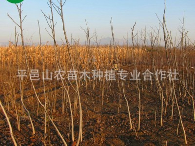 基地供应 核桃苗品种 核桃苗批发 棵棵精挑细选 现挖现卖图3
