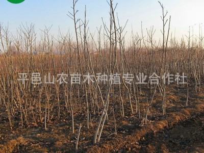 基地供应 核桃苗品种 核桃苗批发 棵棵精挑细选 现挖现卖图2