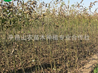 基地供应 核桃苗品种 核桃苗批发 棵棵精挑细选 现挖现卖图5