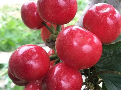 矮化樱桃树苗果树苗嫁接齐早美早大樱桃树苗新品种车厘子树苗批发图2