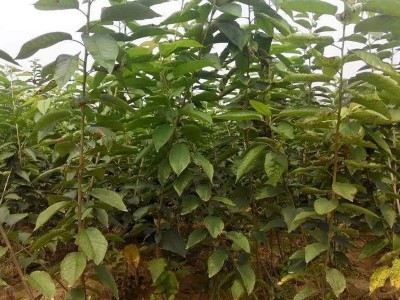 矮化樱桃树苗果树苗嫁接齐早美早大樱桃树苗新品种车厘子树苗批发图3