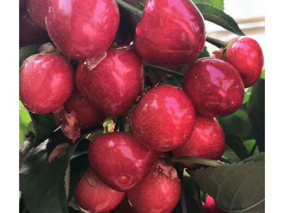 矮化樱桃树苗果树苗嫁接齐早美早大樱桃树苗新品种车厘子树苗批发图5