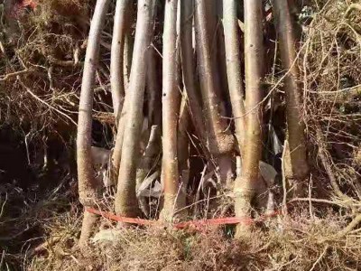 矮化樱桃树苗果树苗嫁接齐早美早大樱桃树苗新品种车厘子树苗批发图4