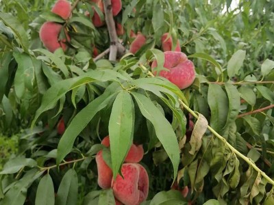 基地供应蟠桃树苗嫁接油蟠桃毛蟠桃树苗盆栽地栽南北方种植桃子苗图2