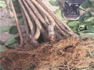 矮化齐早樱桃苗批发 美早樱桃苗价格 吉塞拉车厘子樱桃树苗基地图4