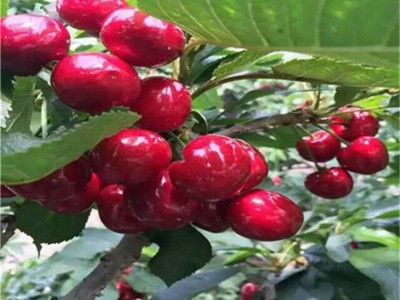 矮化齐早樱桃苗批发 美早樱桃苗价格 吉塞拉车厘子樱桃树苗基地图2