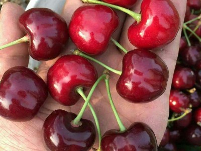 矮化齐早樱桃苗批发 美早樱桃苗价格 吉塞拉车厘子樱桃树苗基地图3