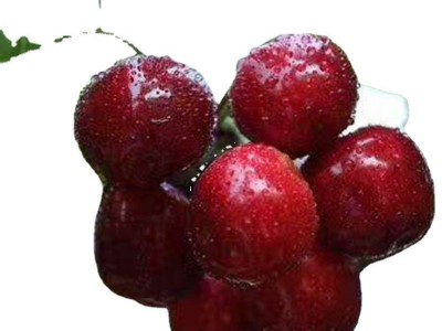矮化齐早樱桃苗批发 美早樱桃苗价格 吉塞拉车厘子樱桃树苗基地图5