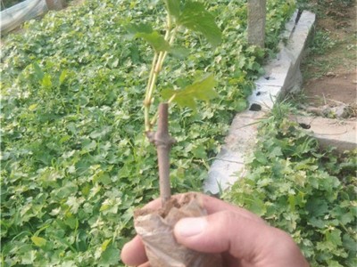 红提葡萄树苗 阳光玫瑰葡萄苗基地 巨峰无核夏黑嫁接葡萄苗穴盘苗图3