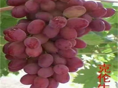 红提葡萄树苗 阳光玫瑰葡萄苗基地 巨峰无核夏黑嫁接葡萄苗穴盘苗图4
