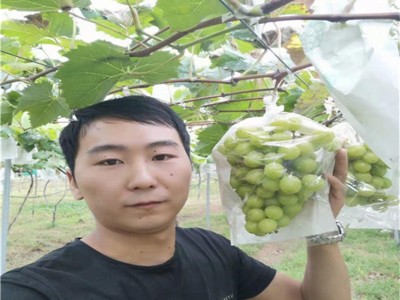 红提葡萄树苗 阳光玫瑰葡萄苗基地 巨峰无核夏黑嫁接葡萄苗穴盘苗图2
