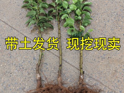 梨树嫁接苗特大四季南方北方种植盆栽地栽庭院梨树果树苗当年结果图5