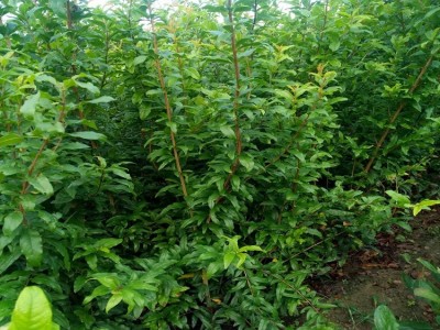 石榴苗批发 软籽石榴树苗价格 地栽盆栽石榴小苗 当年结果石榴树图3