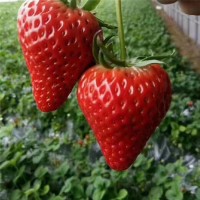 苗圃直供草莓苗 红颜 章姬草莓苗基质土带穴盘发货 新品种草莓苗