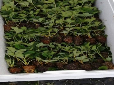 苗圃直供草莓苗 红颜 章姬草莓苗基质土带穴盘发货 新品种草莓苗图3