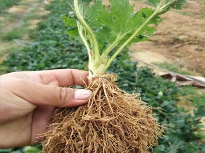苗圃直供草莓苗 红颜 章姬草莓苗基质土带穴盘发货 新品种草莓苗图4