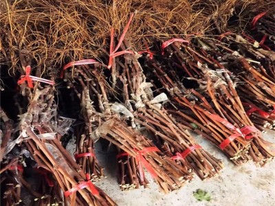 供应2公分美国红提葡萄苗 果树基地批发好成活美国红提葡萄苗图4