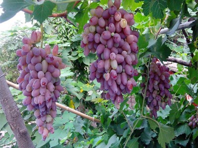 供应2公分美国红提葡萄苗 果树基地批发好成活美国红提葡萄苗图3