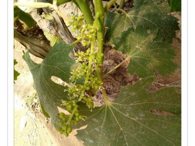 供应2公分美国红提葡萄苗 果树基地批发好成活美国红提葡萄苗图5