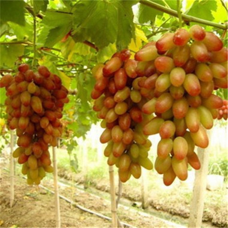 供应高产保收美国红提葡萄苗 果树直销好成活美国红提葡萄苗