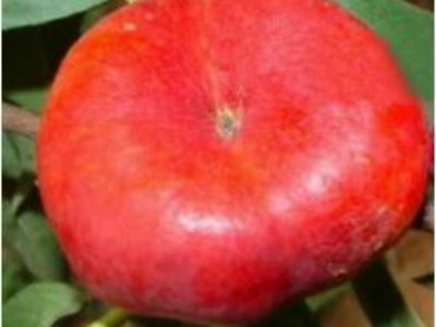基地出售风味皇后桃树苗 蟠桃苗批发价出售 植株健壮 根系发达图2