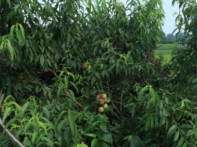 基地出售风味皇后桃树苗 蟠桃苗批发价出售 植株健壮 根系发达图4