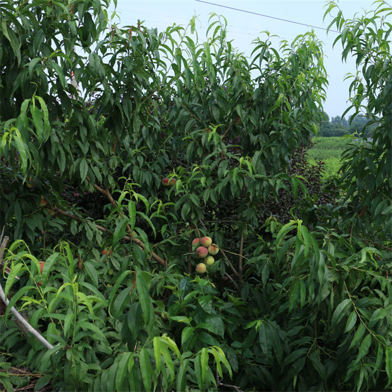 基地出售好成活永莲蜜桃树苗 自家培育的抗旱抗寒映霜红桃树苗