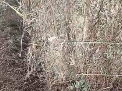 压捆花生秧 干花生秧 牛羊兔青贮 植物性饲料 植物性干饲料图4