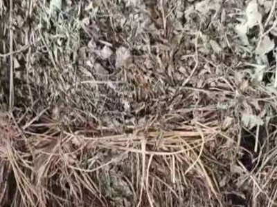 压捆花生秧 干花生秧 牛羊兔青贮 植物性饲料 植物性干饲料图5